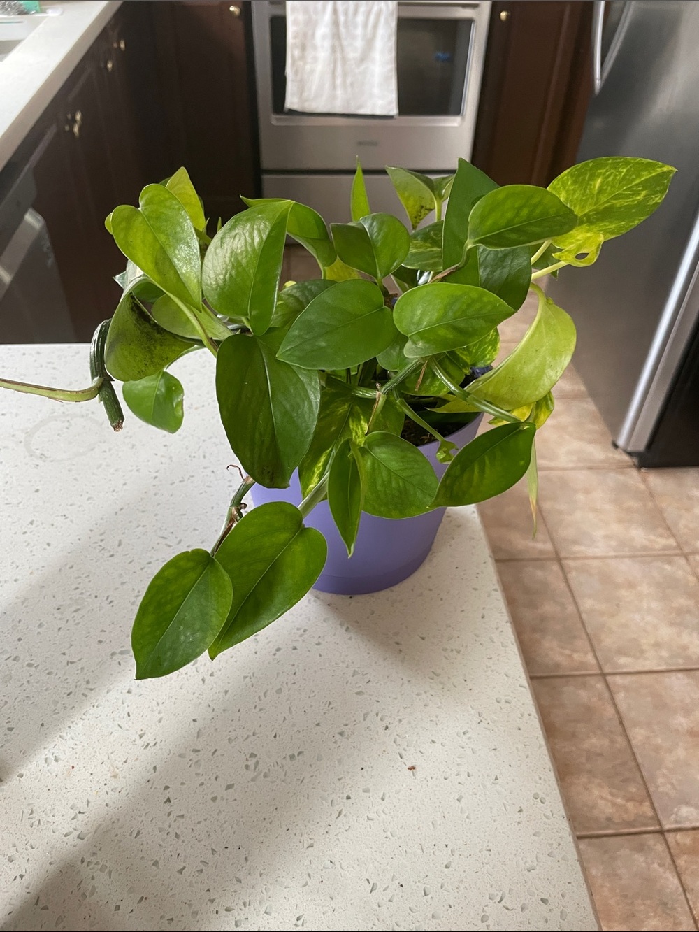 Live Pothos Plant in Purple Pot - Lush Green Foliage